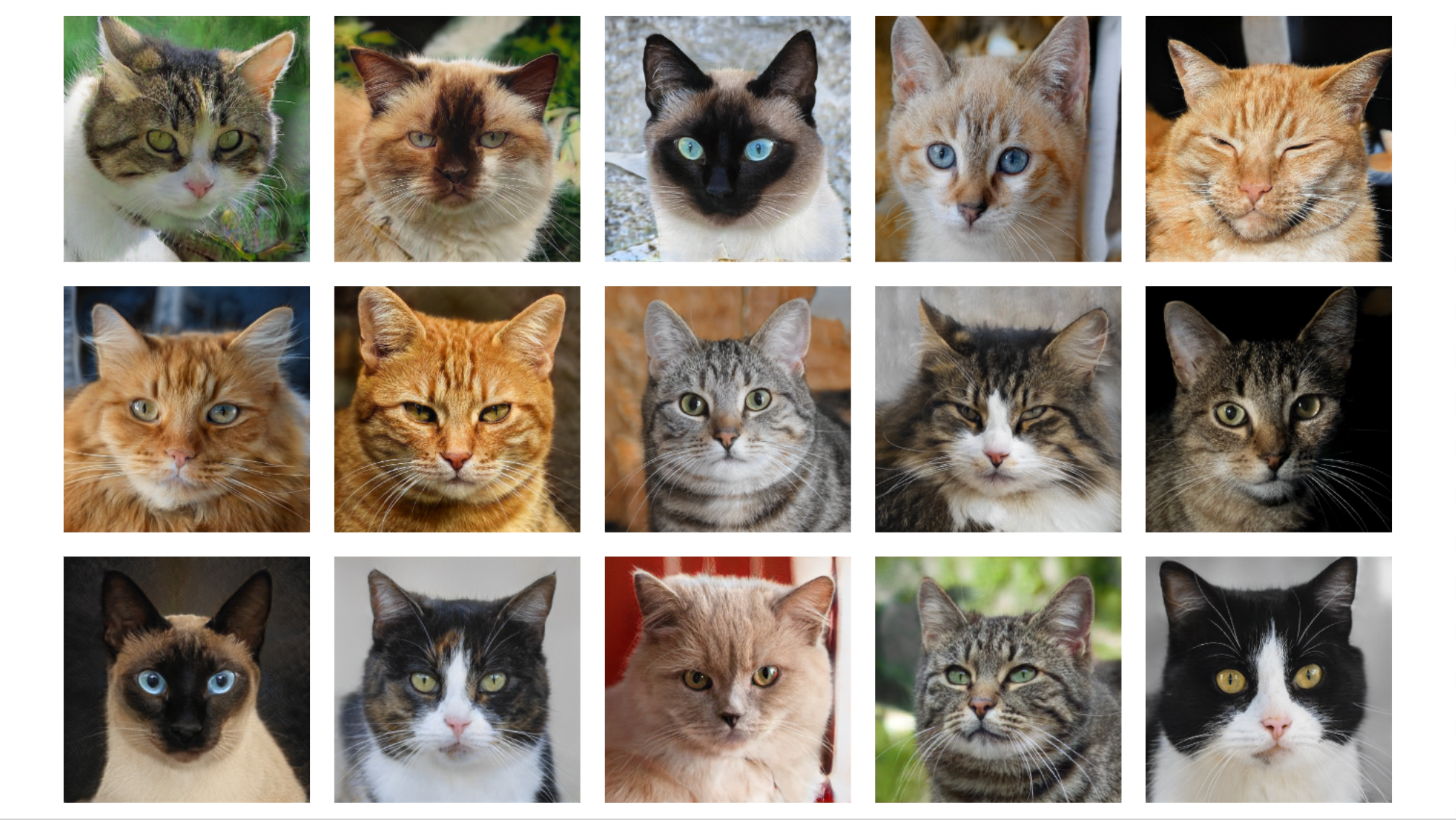 Imágenes de gatos generadas por un algoritmo.